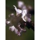 Bach Flower Remedies for Animals - Vervain